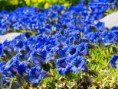 /album/fotogalerij/gentiana-jpg/